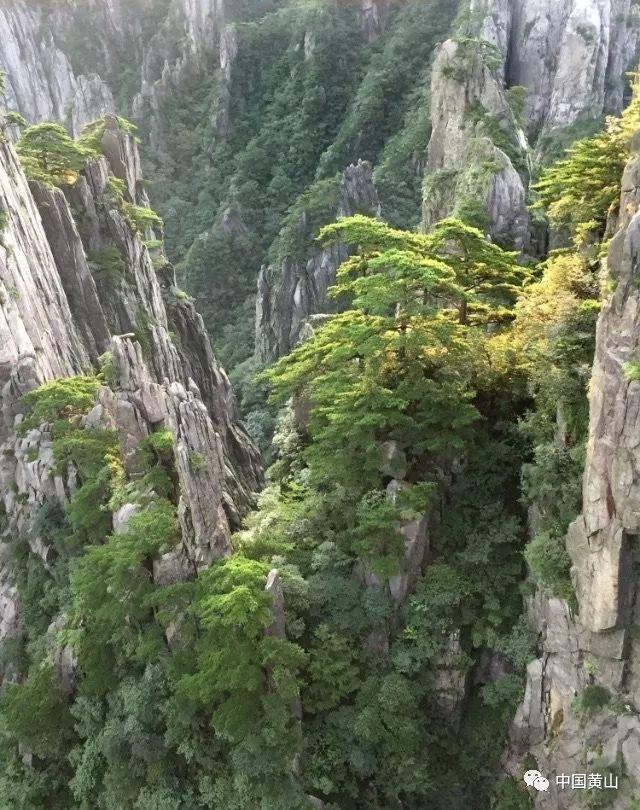 了解茶树叶子发黄枯萎是什么原因?知识星球,加入探索知识的行列!